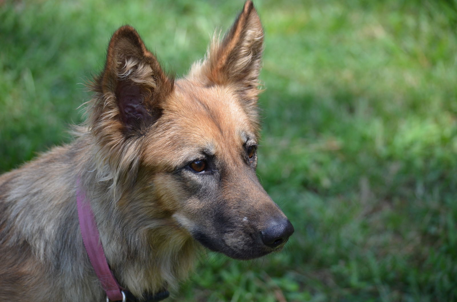 German 2024 shepherd biscuit