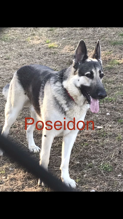 Poseidon (CL)