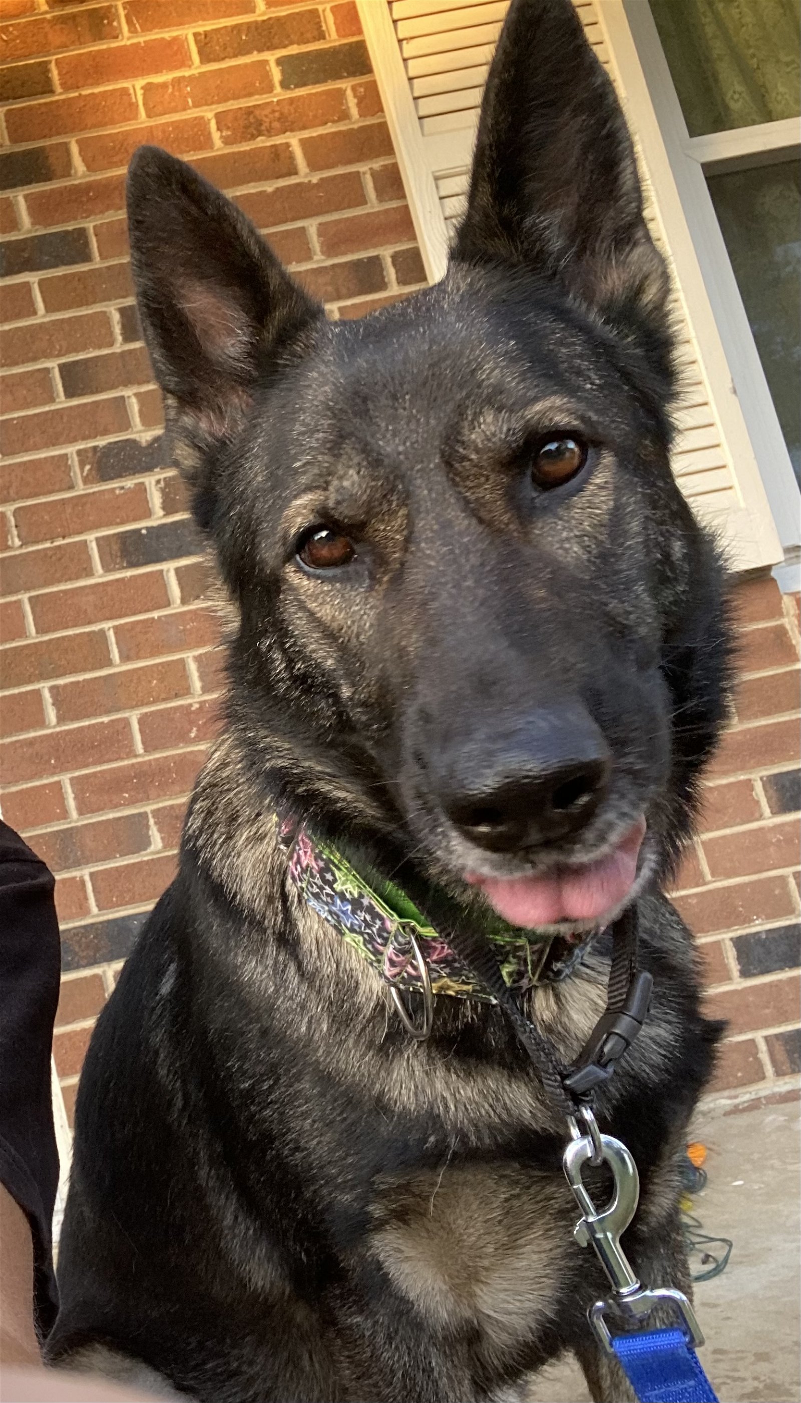 adoptable Dog in Durham, NC named Sarina