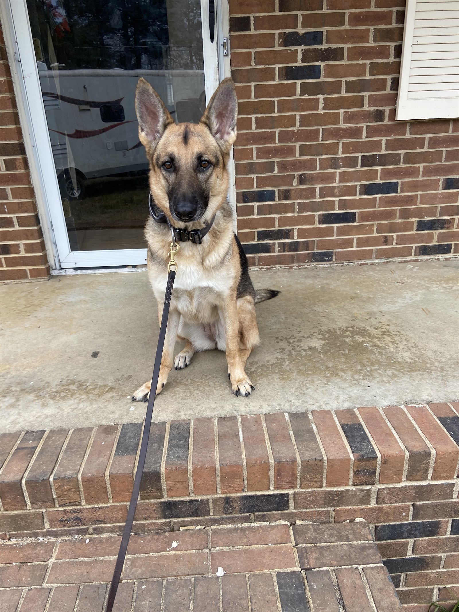 adoptable Dog in Durham, NC named Kora