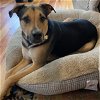 adoptable Dog in durham, NC named Jeff