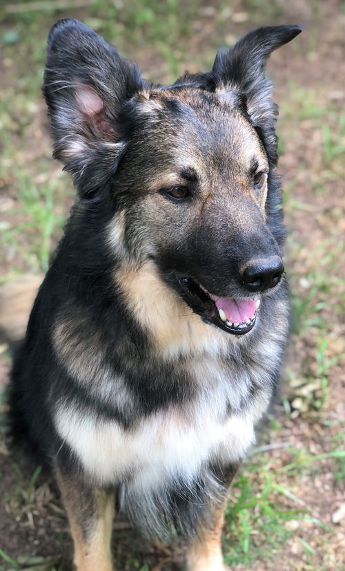 Chase