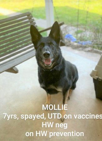 Mollie (CL)