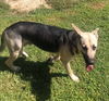 Buddy (CL)
