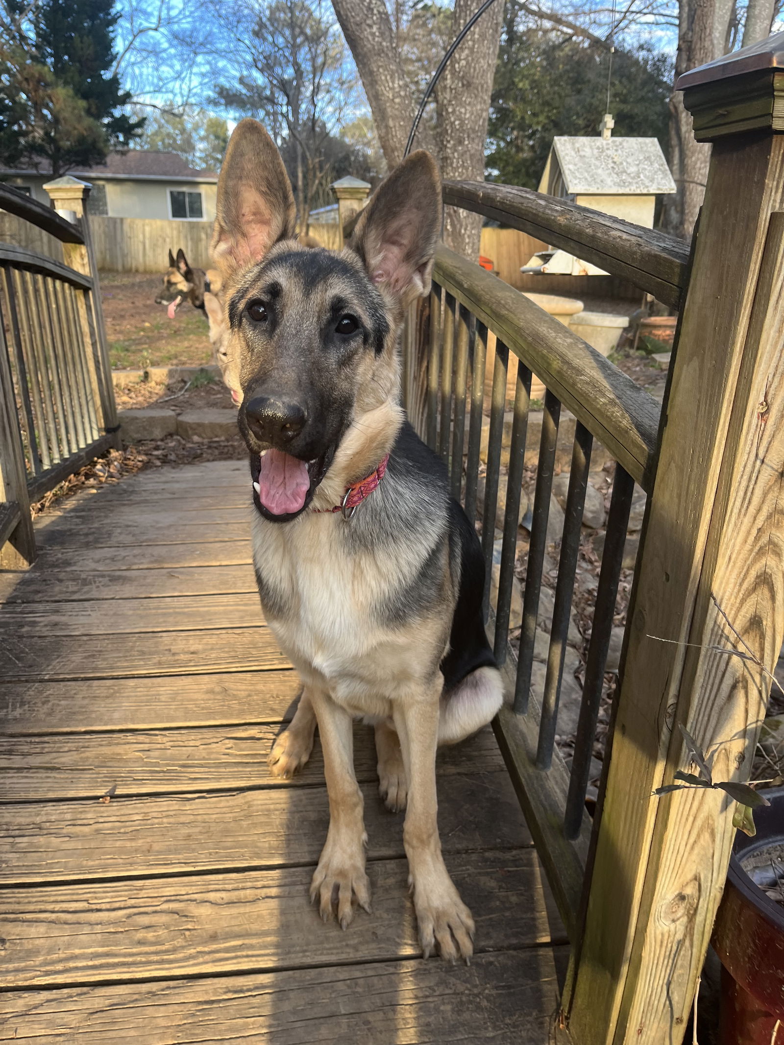 adoptable Dog in Durham, NC named Enzo