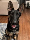Scout