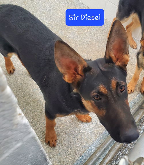 Sir Diesel (CL)