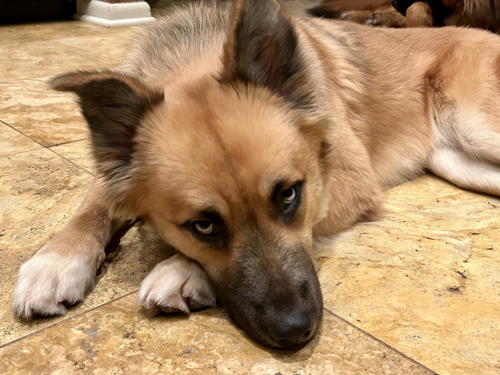 Dog for Adoption Jilby, a German Shepherd Dog in Alamance County, NC Alpha Paw