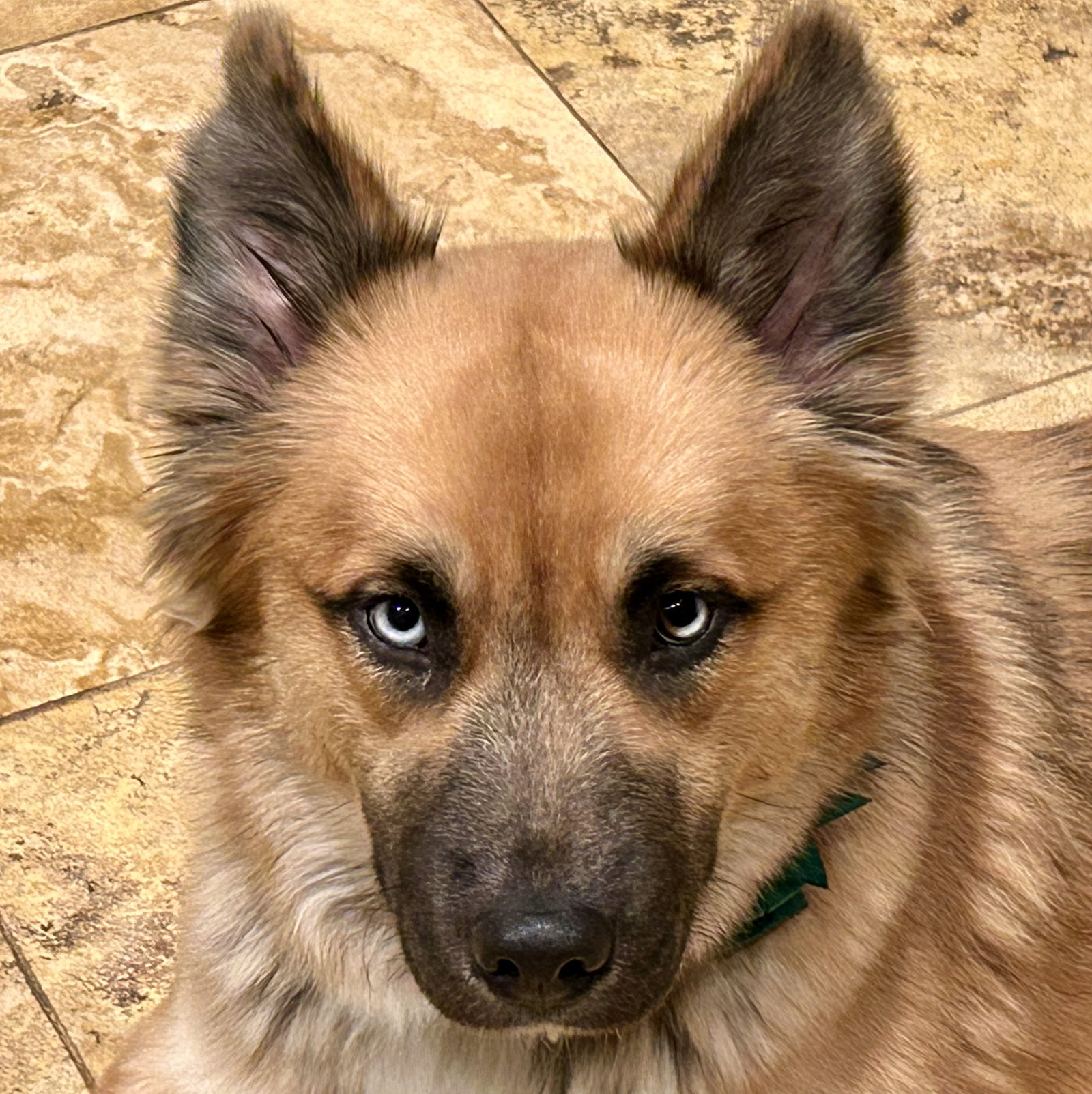 Dog for Adoption Jilby, a German Shepherd Dog in Alamance County, NC Alpha Paw