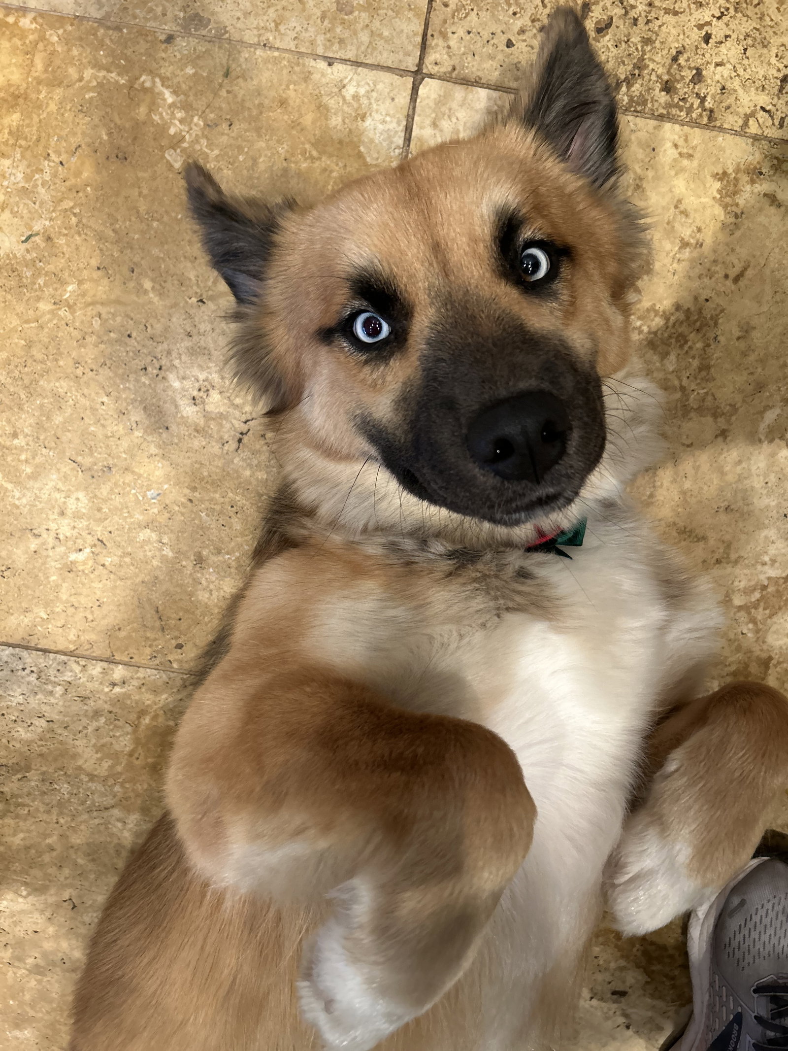 Dog for Adoption Jilby, a German Shepherd Dog in Alamance County, NC Alpha Paw
