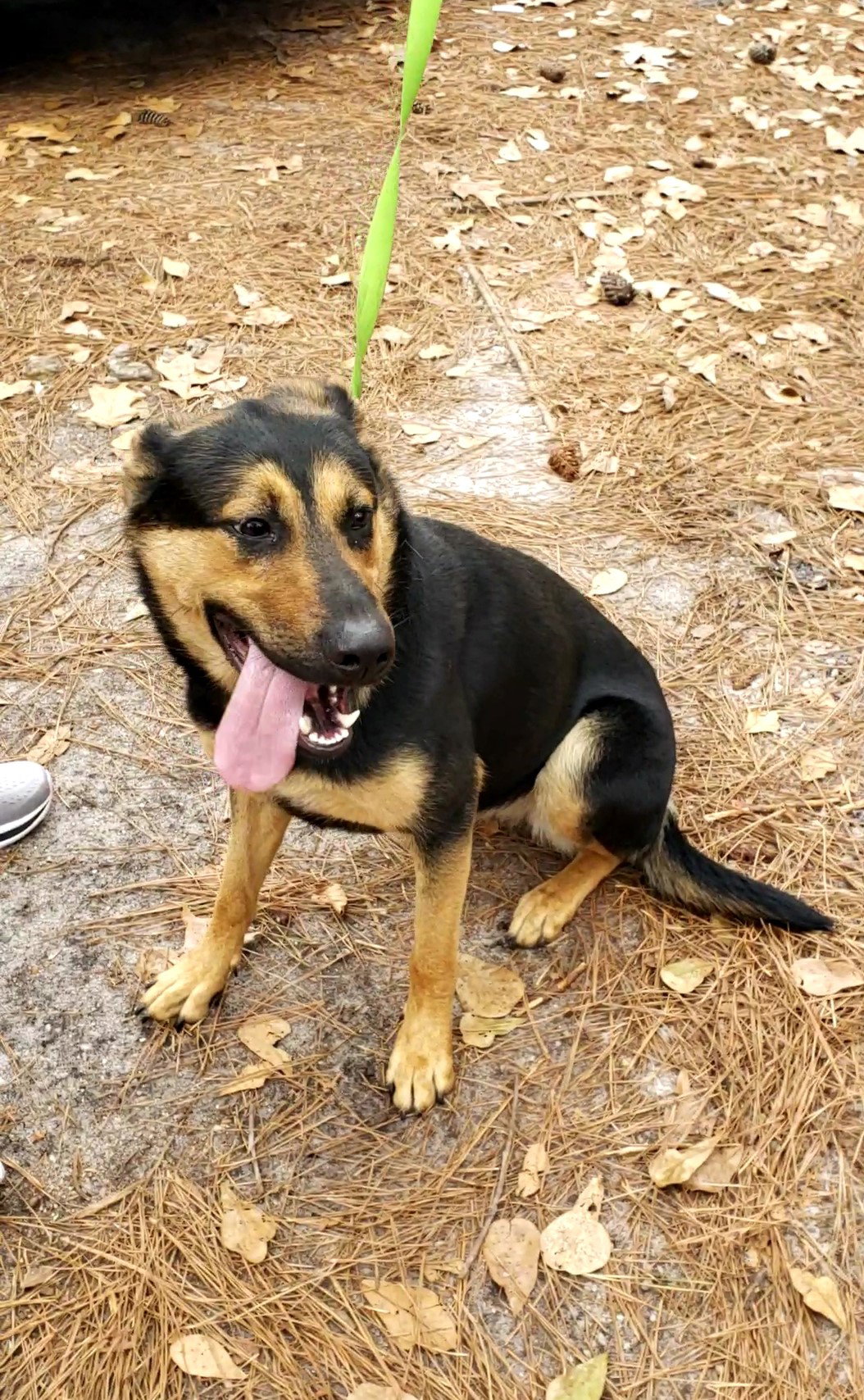 Dog for Adoption - NuNu (CL), a German Shepherd Dog in Raleigh, NC ...