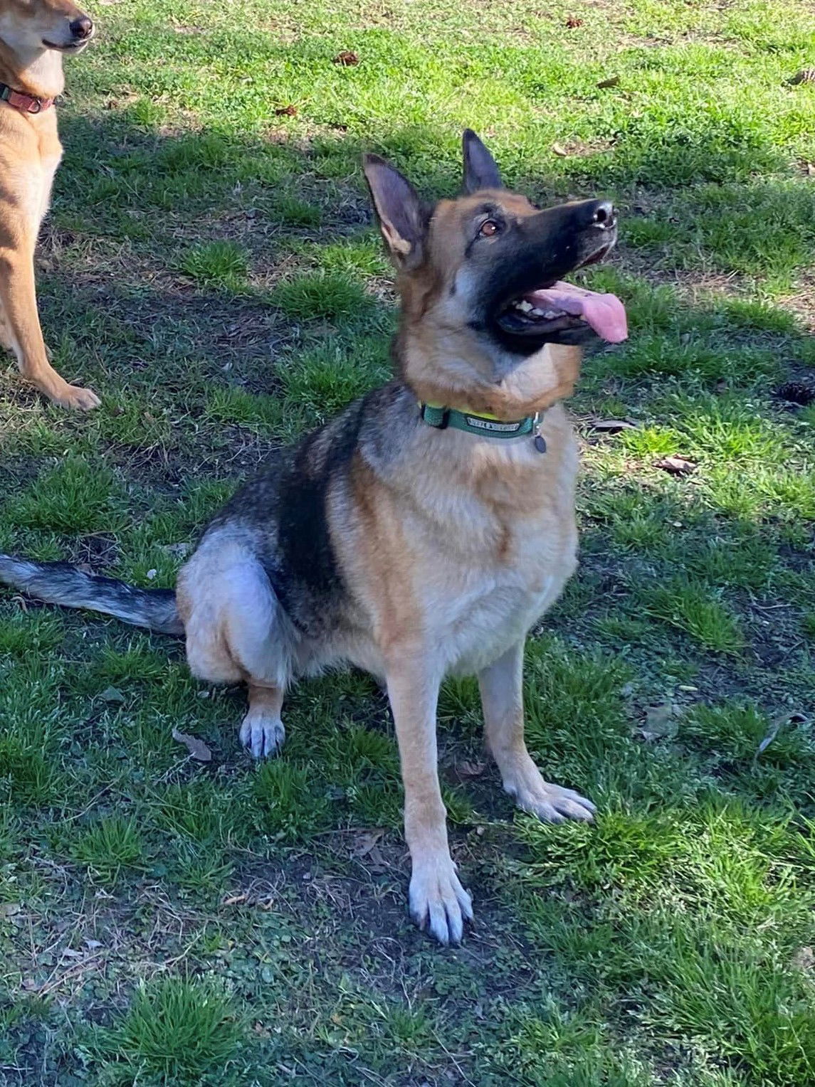 Dog for Adoption - Kimber, a German Shepherd Dog in Richlands, NC ...