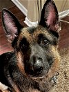 adoptable Dog in durham, NC named Maverick