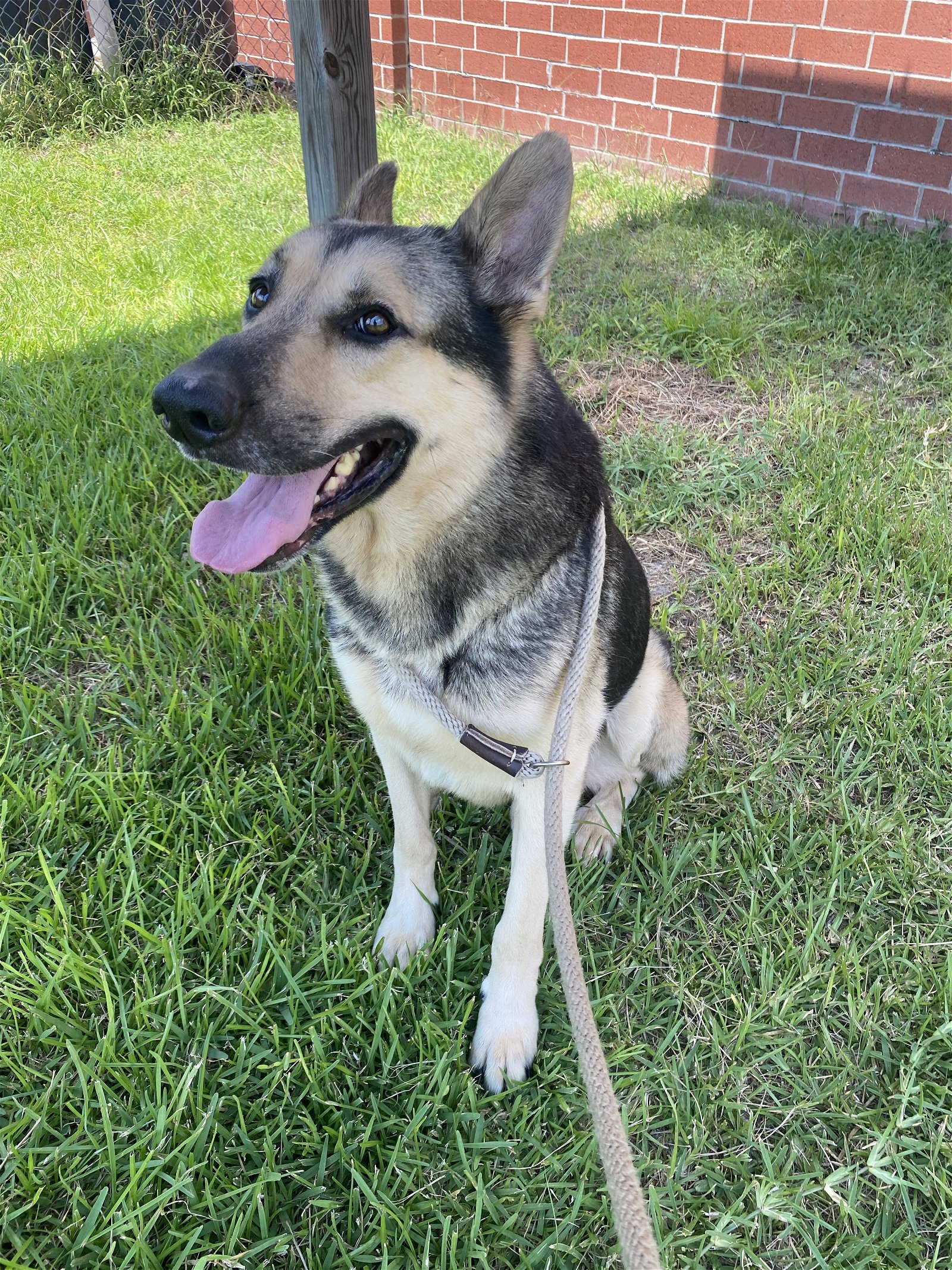 adoptable Dog in Wilmington, NC named Niro