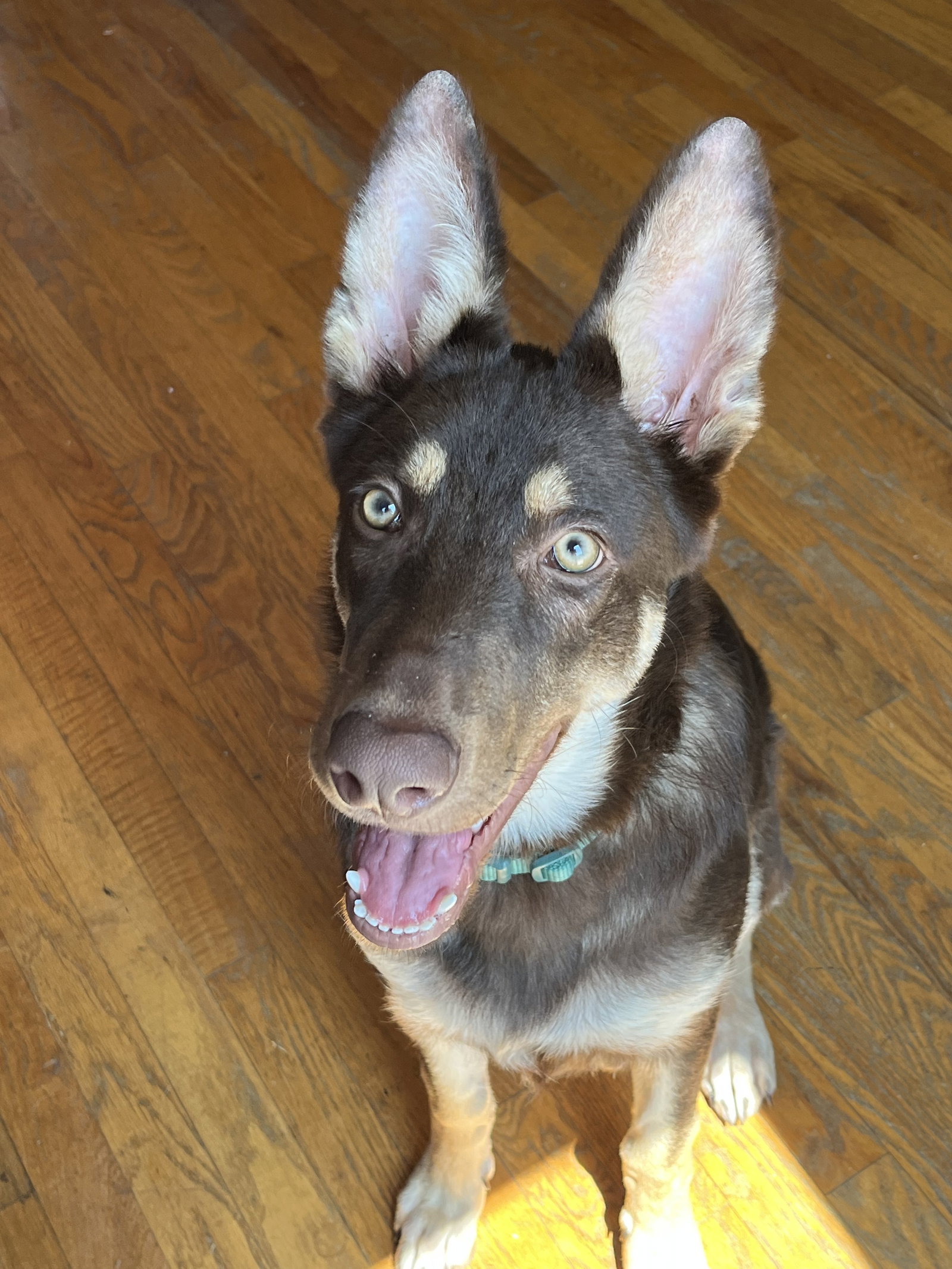 Dog for Adoption Nova (CL), a German Shepherd Dog in Alamance County