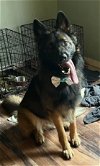 adoptable Dog in  named Ajax