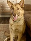 adoptable Dog in durham, NC named Hazel