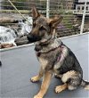 adoptable Dog in salem, IN named Walter