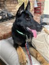 adoptable Dog in winston salem, NC named Essex