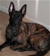 adoptable Dog in durham, NC named Doug (BMSR)