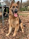 adoptable Dog in durham, nc, NC named Chevy (CL)
