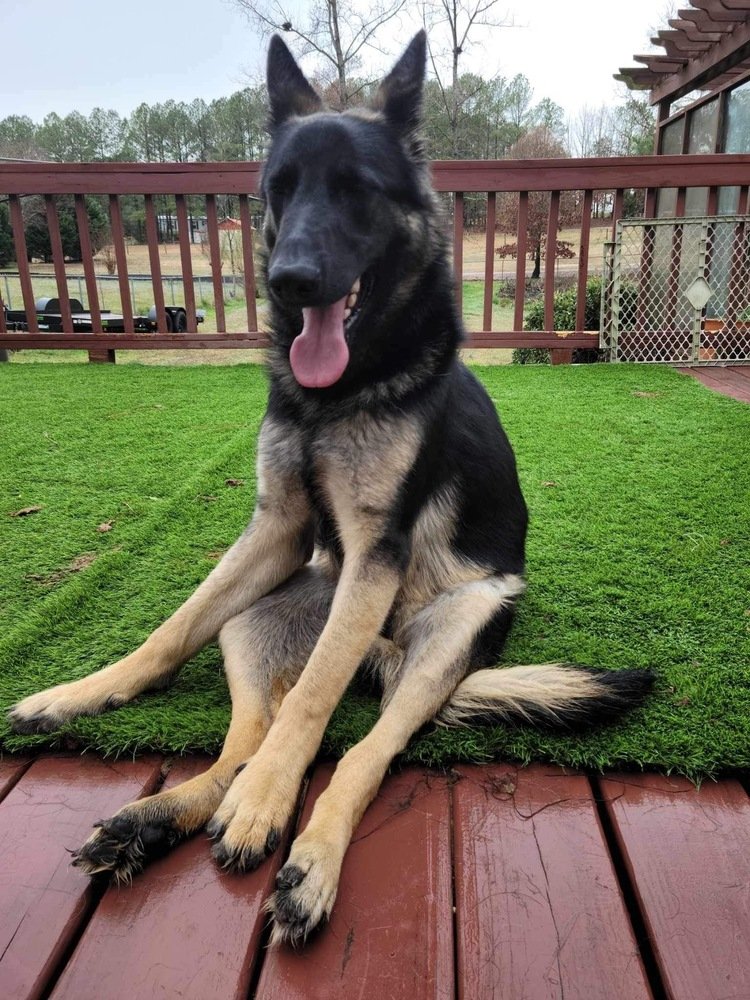 adoptable Dog in Durham, NC named Agatha (CL)