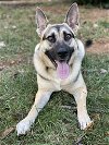 adoptable Dog in durham, NC named Parker (CL)