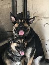 adoptable Dog in durham, NC named Ava and Mattis (CL)