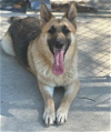 adoptable Dog in durham, NC named Joyce