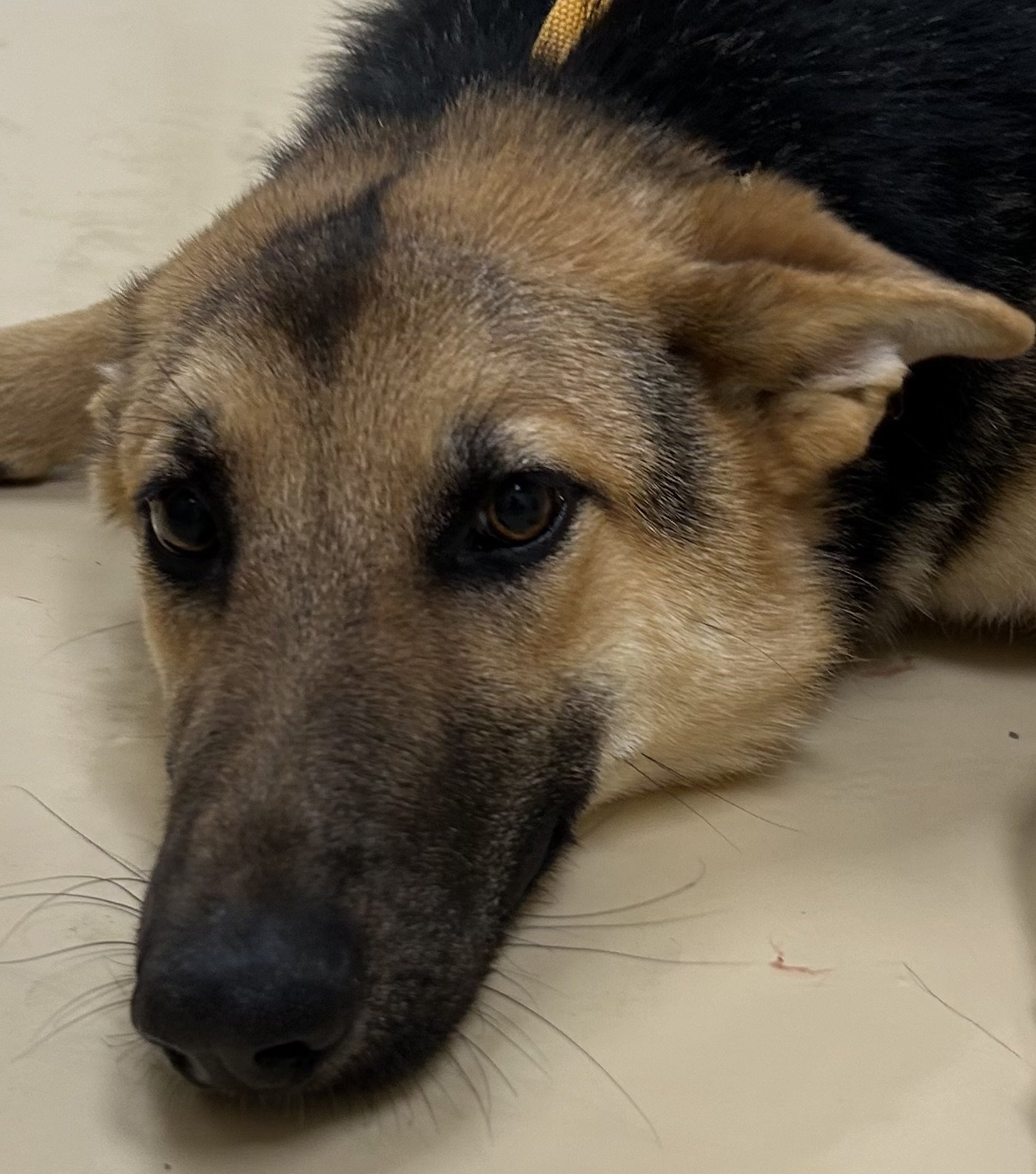 adoptable Dog in Winston Salem, NC named Fritzi
