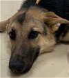 adoptable Dog in winston salem, NC named Fritzi
