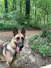 adoptable Dog in durham, nc, NC named Charlotte (CL)