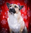 adoptable Dog in durham, NC named Kiara (CL)