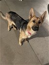 adoptable Dog in durham, NC named Luna (CL)