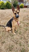 adoptable Dog in durham, NC named Ananda (CL)