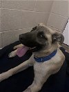 adoptable Dog in  named Astryd (CL)