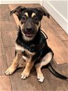 adoptable Dog in  named Barney (CL)
