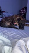 adoptable Dog in durham, NC named Dozer (CL)
