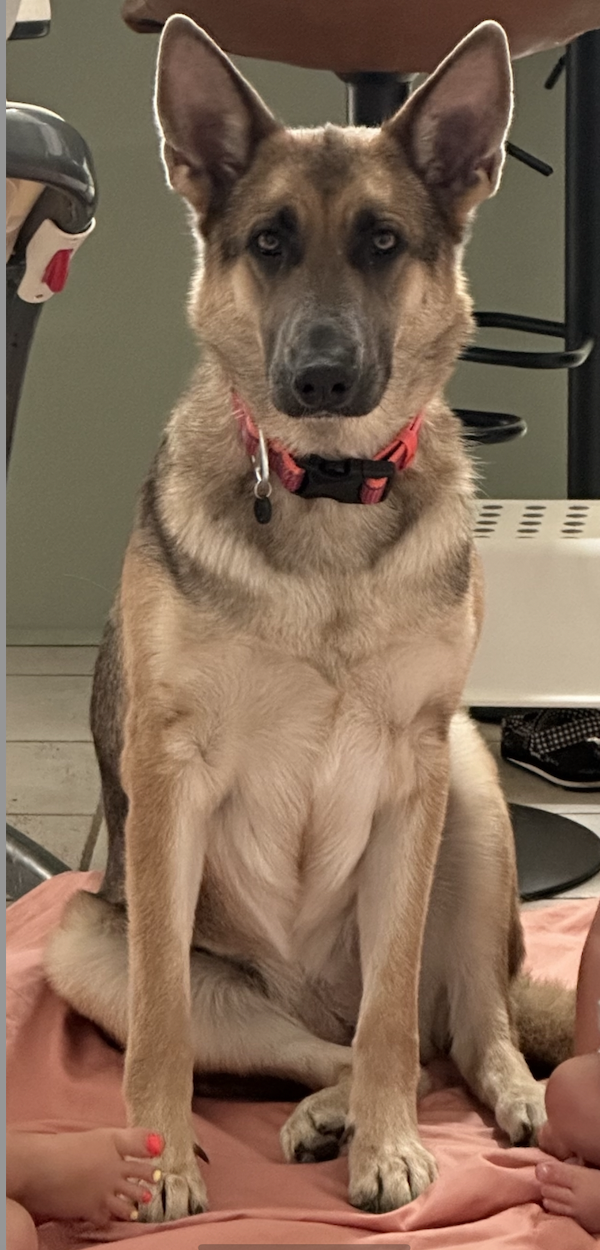 adoptable Dog in Durham, NC named Zeva (CL)