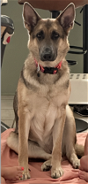 adoptable Dog in  named Zeva (CL)