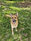 adoptable Dog in durham, NC named Harper (CL)