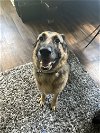 adoptable Dog in durham, NC named Odin (CL)