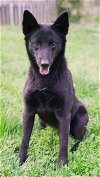 adoptable Dog in  named Radar (CL)