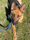 adoptable Dog in durham, NC named Nika (BMSR)