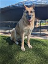 adoptable Dog in durham, NC named Zelda (CL)
