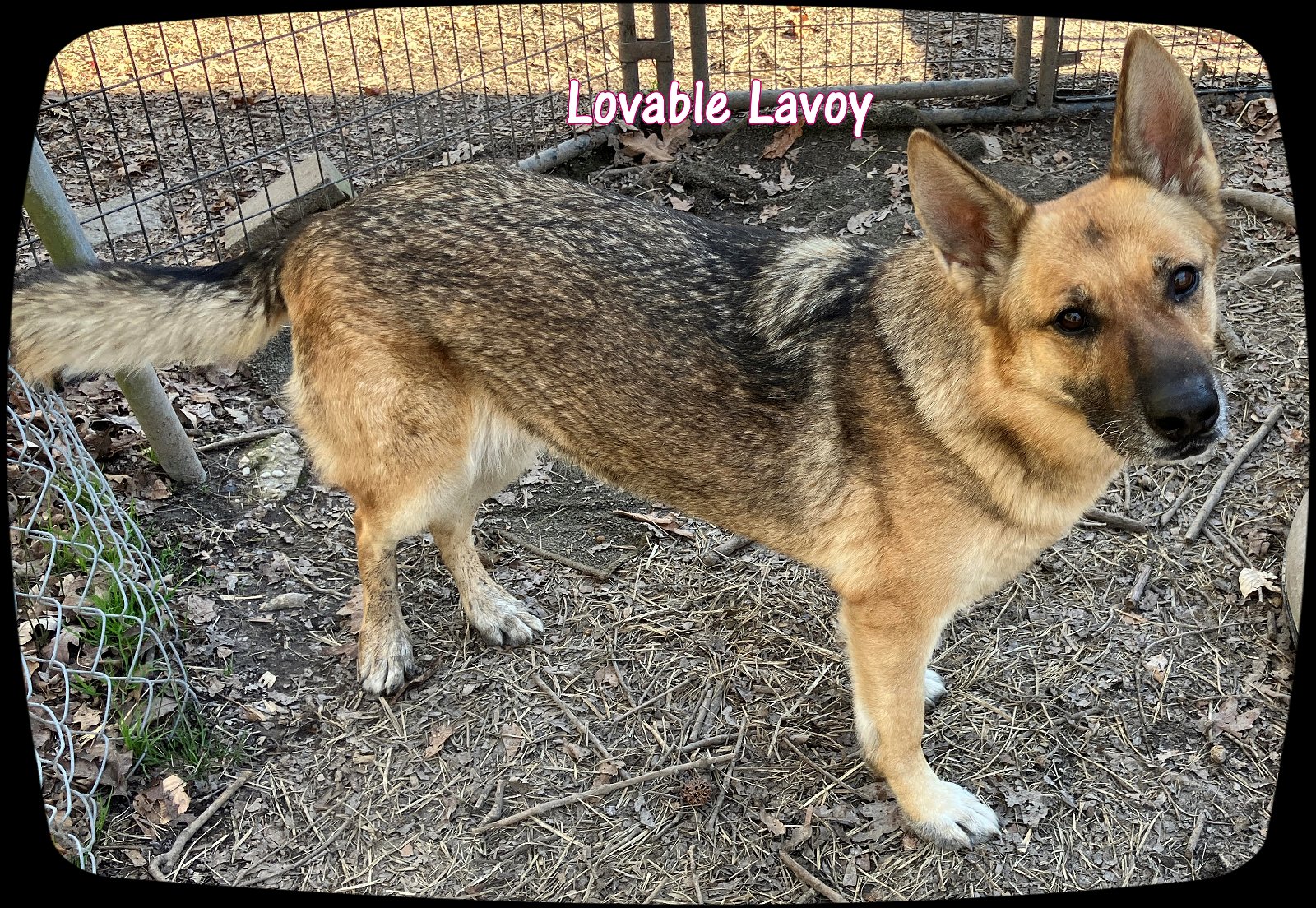 adoptable Dog in Durham, NC named Lavoy (CL)