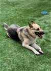 adoptable Dog in  named Cinnamon (CL)