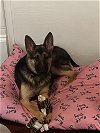 adoptable Dog in  named Kelly (CL)