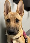 adoptable Dog in  named Scooby