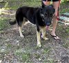 adoptable Dog in  named Buddy (CL)